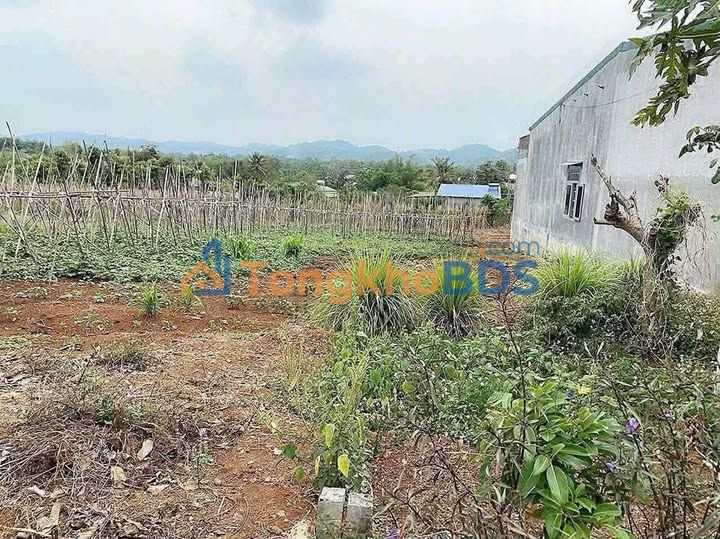 Đất thổ cư Ea Tam Buôn Ma Thuột 130m² 605 triệu - Sổ đỏ chính chủ