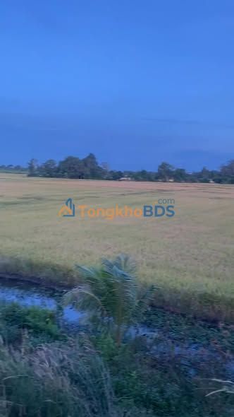 Đất lúa QL91 Châu Đốc 3.536m² giá 1.8 tỷ - Sổ đỏ chính chủ