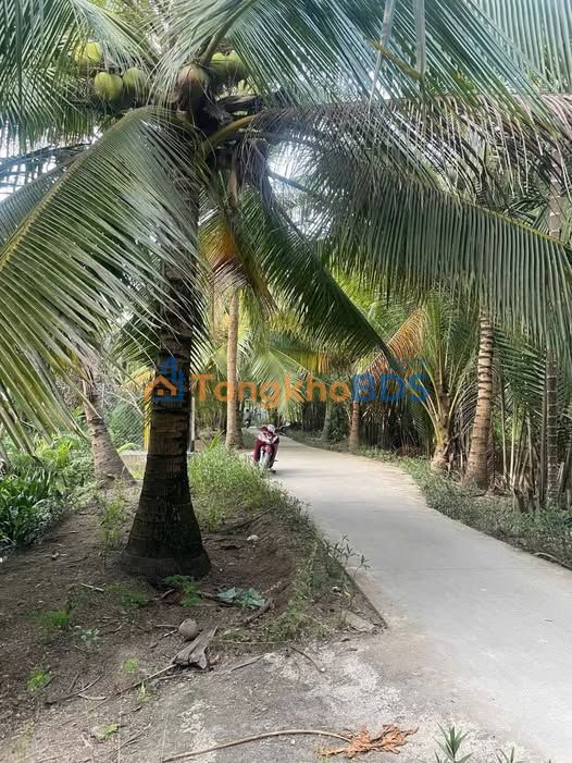 Đất Vườn Bến Tre 908m² Giá 600 Triệu - Sổ Đỏ Rõ Ràng