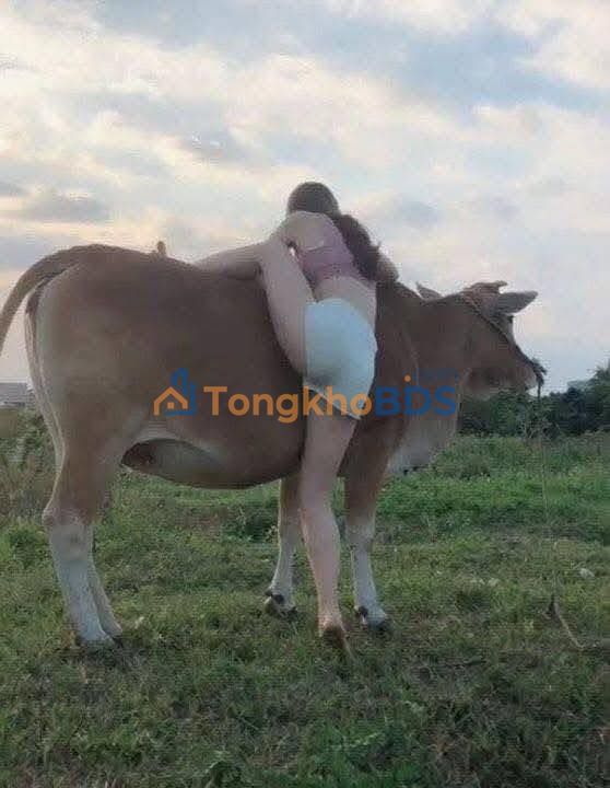 Bán Đất 84m² Sổ Đỏ Ấp Cao Su, Đồng Tiến - Giá Thỏa Thuận