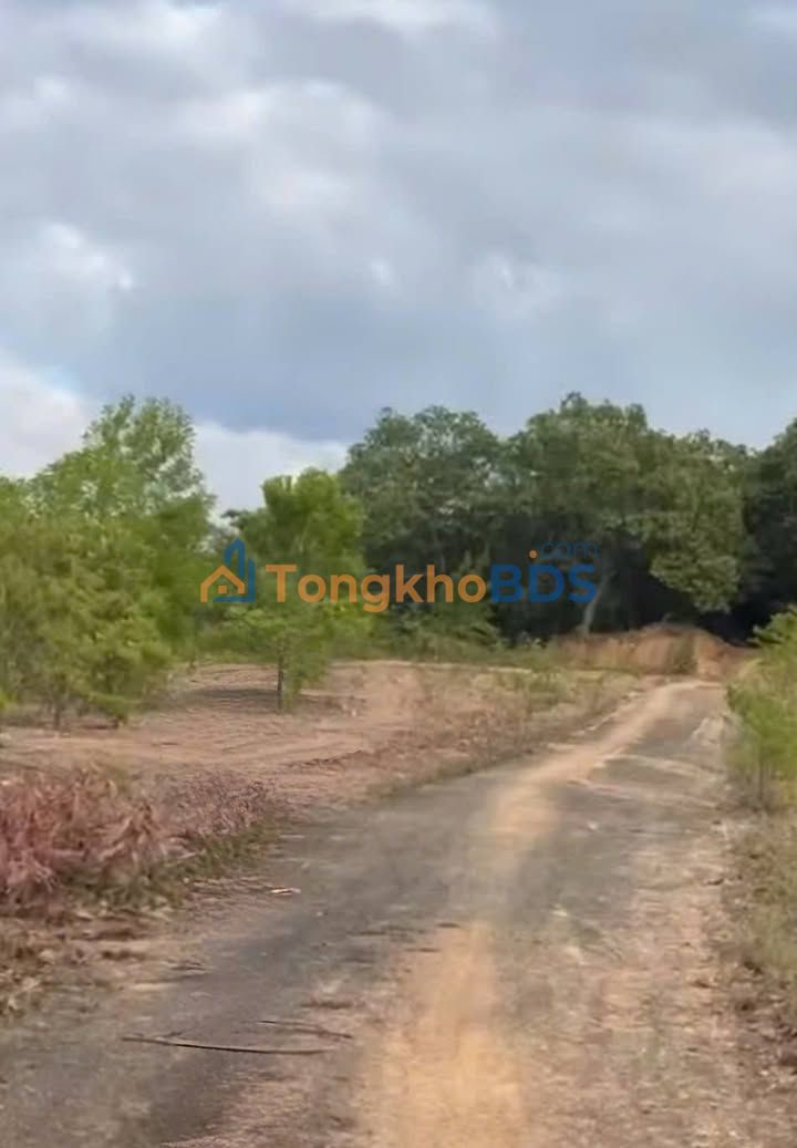 Đất nền Đồng Tâm Đồng Phú 1000m² - Đường to ô tô