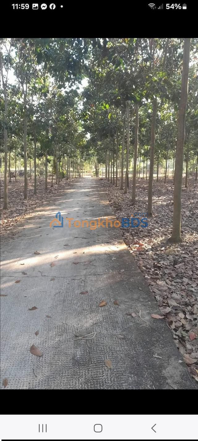 Đất Thanh Hòa Bù Đốp Bình Phước 100m² - Sổ Đỏ Thổ Cư, Giá 1.65 Tỷ