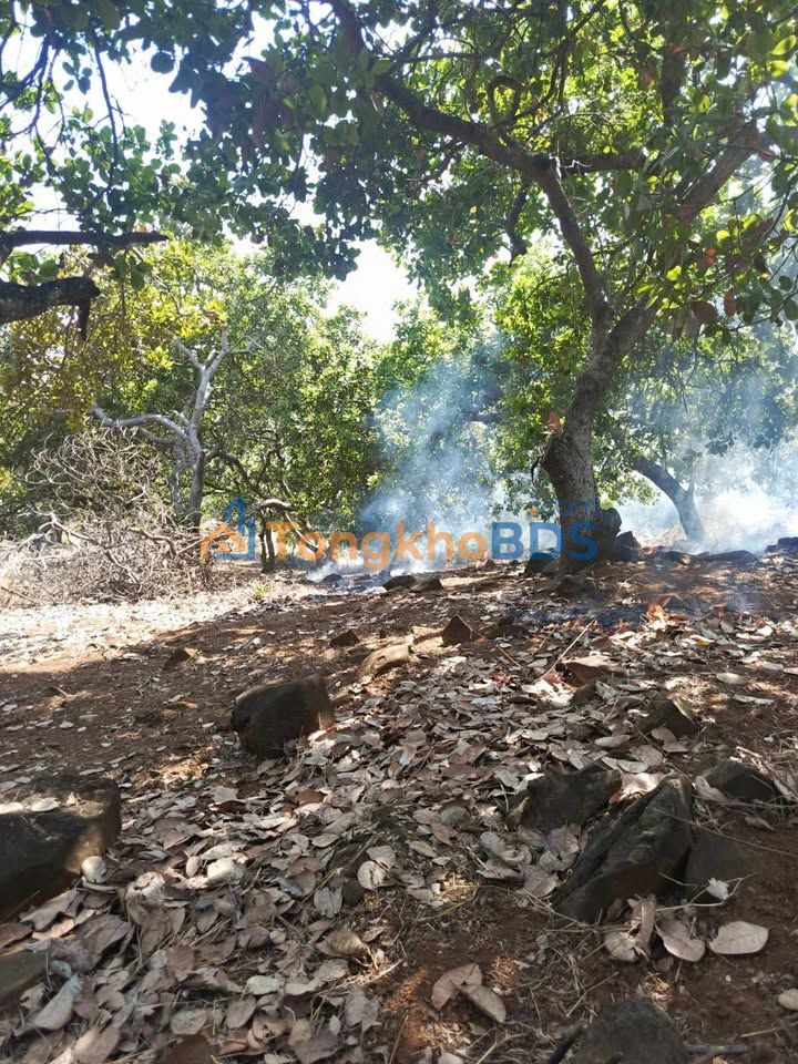 Bán Đất Nền Đồng Bia Chơn Thành 3240m² - Đường Oto, Giá 1.3 Tỷ