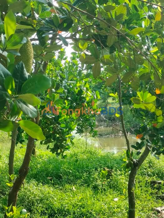 Đất Vườn Trồng Mít Thái 9200m² Đồng Tháp - Sổ Đỏ Rõ Ràng, Giá Đầu Tư 4.2 Tỷ