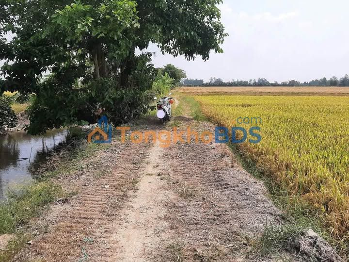 Bán Gấp Farm 5209m² An Giang - Sổ Hồng Chính Chủ - Giá Tốt