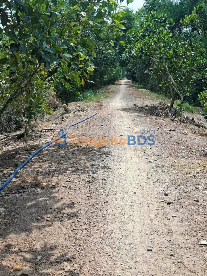 Đất nền Tân Hòa Long An 25.000m² 5 tỷ - Sổ đỏ chính chủ