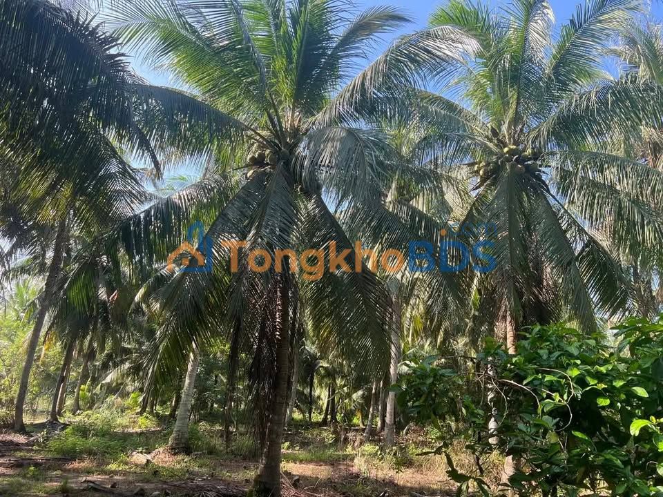 Đất vườn Thới Lai Bình Đại 3,1 công 930tr - Giá tốt hiếm có