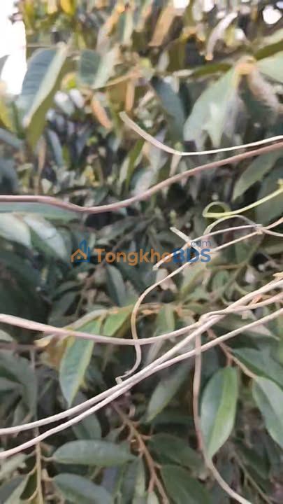 Đất nền Long Khánh Cai Lậy 4000m² 6 tỷ - Đường to ô tô