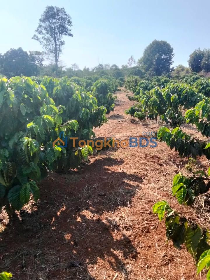 Đất nền Tà Nung Đà Lạt 2232m² 300 triệu - Sổ đỏ chính chủ