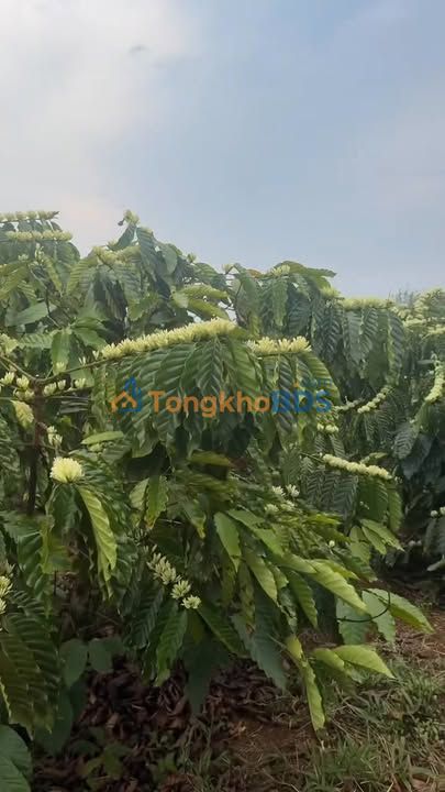 Đất vườn Đắk Hòa Đắk Song 3ha 3.49 tỷ - Sổ hồng rõ ràng