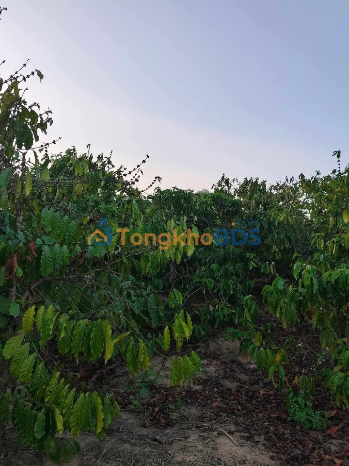 Đất rẫy Ea H'leo 1.036ha giá 5.75 tỷ - Sổ hồng sẵn