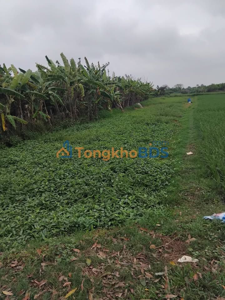 Đất ruộng Hạ Hòa Hà Nội 540m² - Đầu tư dài hạn