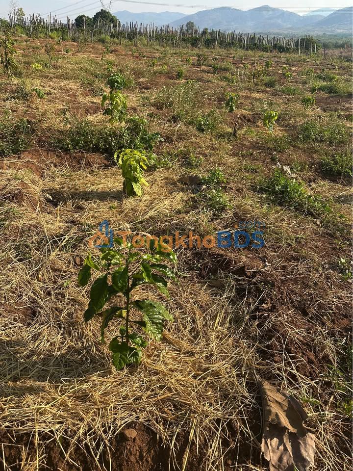 Đất nền Ea H'leo 1.620m² thổ cư 400m² - Sổ đỏ