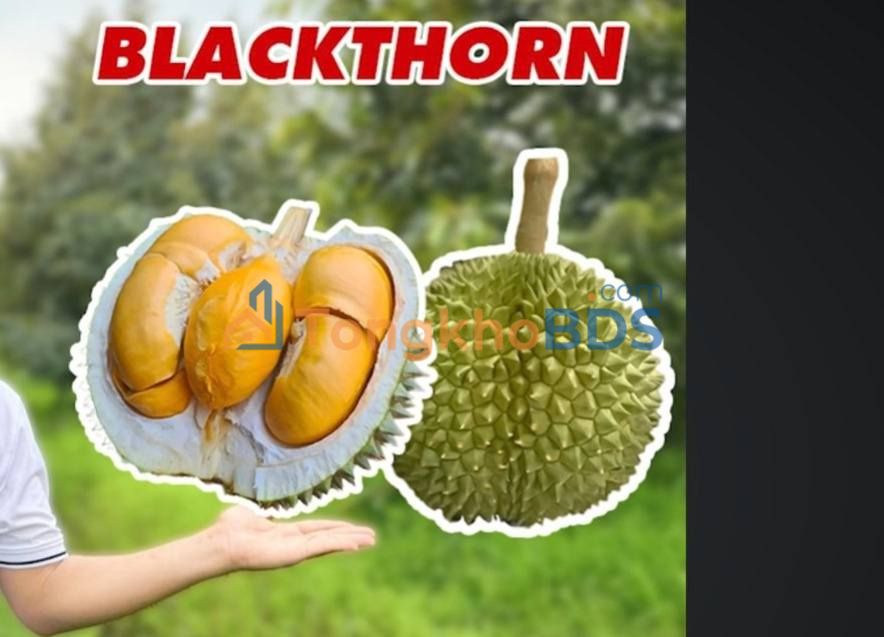 Vườn cây Tân Kiều 20 công 5.2 tỷ - Đầu tư dài hạn