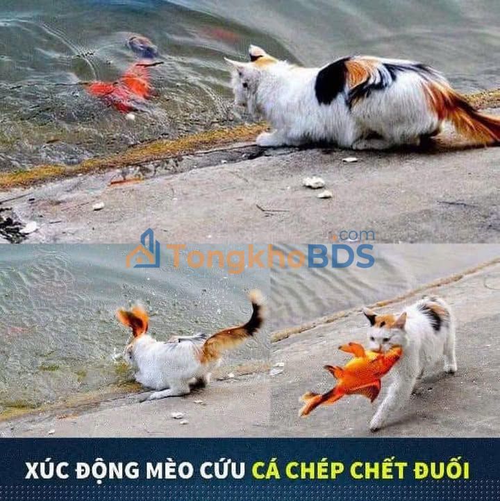 Bán Đất Gò Vấp 53m² - Sổ Riêng, Giá 4.15 Tỷ