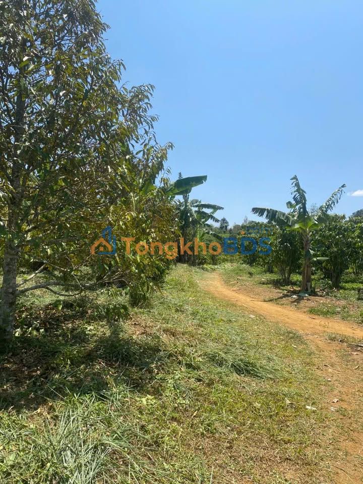 Bán Đất Vườn Lộc An, Bảo Lâm - 2000m² Sổ Đỏ, Giá 1.25 Tỷ