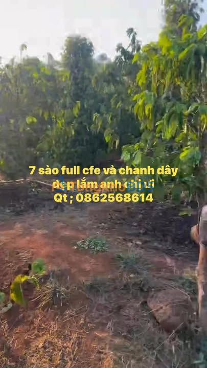 Farm Ia Hlop Gia Lai 2520m² 1.5 tỷ - An yên tĩnh lặng