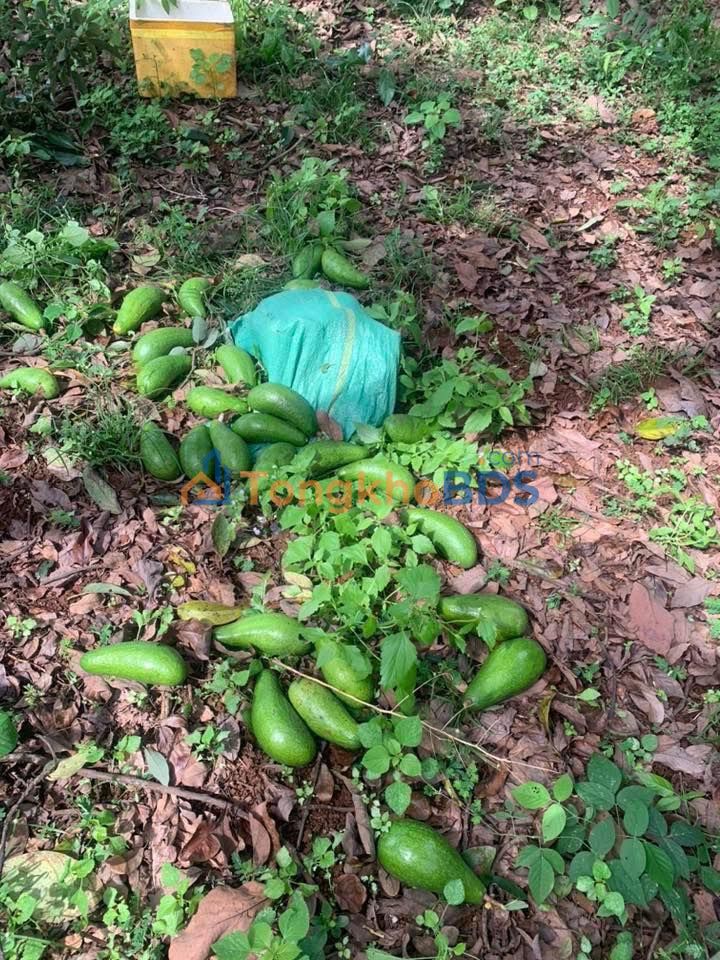 Đất nền Gia Kiệm 540m² giá 1.1 tỷ - Tiềm năng tăng giá