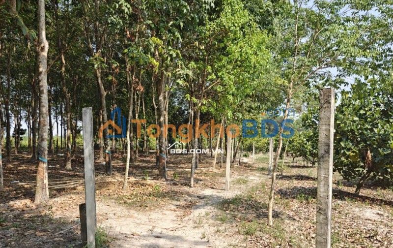 Đất kho xưởng An Long 12.000m² 9,9 triệu - Gần KCN