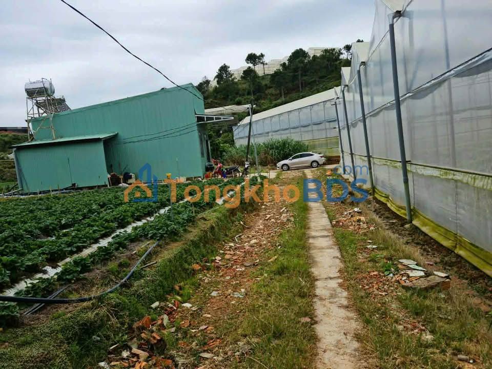 Đất vườn Phường 7 Đà Lạt 2399m2 8.249 tỷ - Nghỉ dưỡng