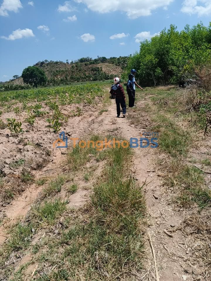 Đất nền Tân Phúc 1.400m² 250 triệu - Tiềm năng tăng giá