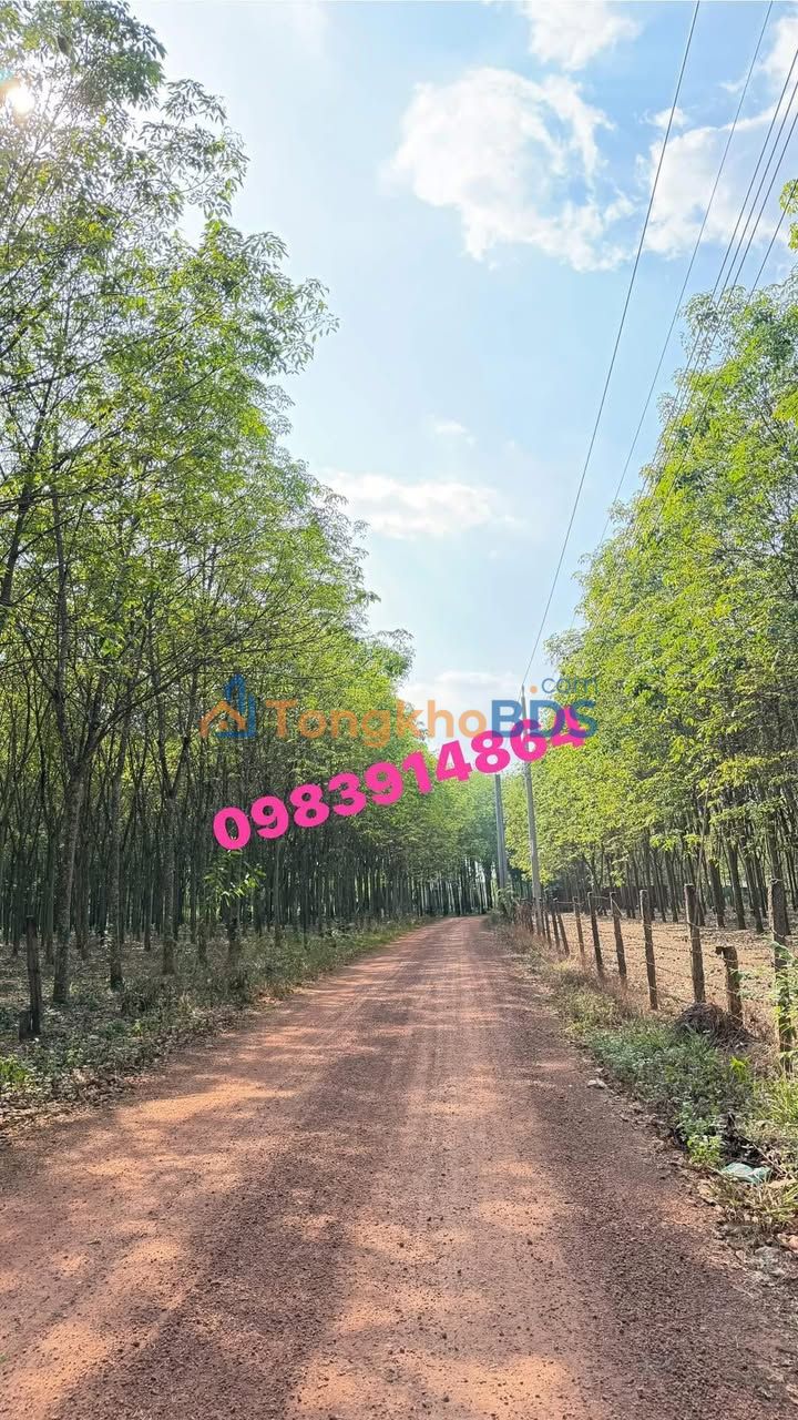 Đất nền Cây Cam Tân Uyên 275m² 620 triệu - Đường ô tô thoáng