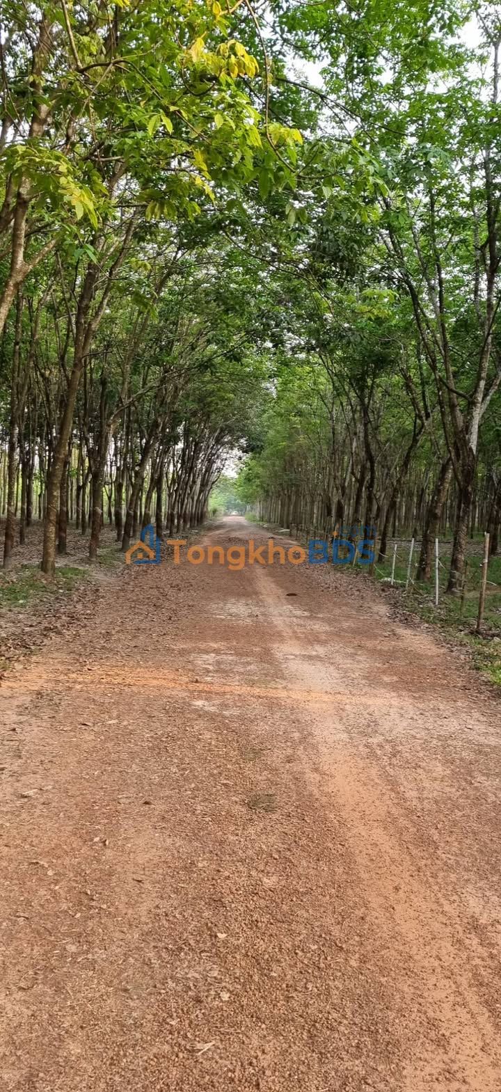 Đất Vĩnh Tân Tân Bình 1ha mặt tiền 50m - Tiềm năng tăng giá