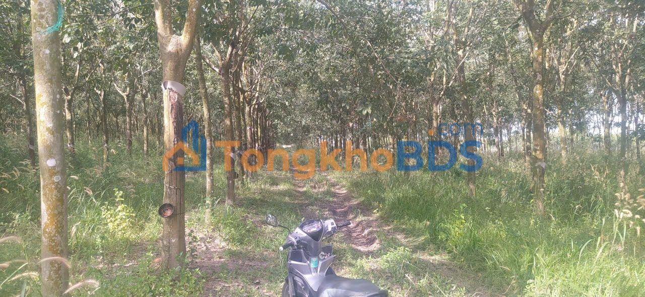 Đất vườn Tây Ninh 9.500m² giá 3 tỷ - Sinh thái xanh