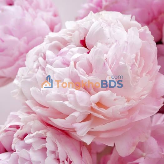 Studio Lee Vinhomes Bình Thạnh 34m² 4.5tr - View sông