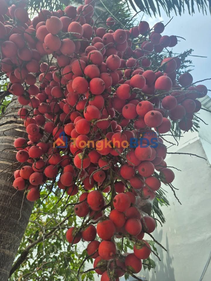 Đất nền An Thới Cần Thơ 1.610m² 28,98 tỷ - Đường to ô tô