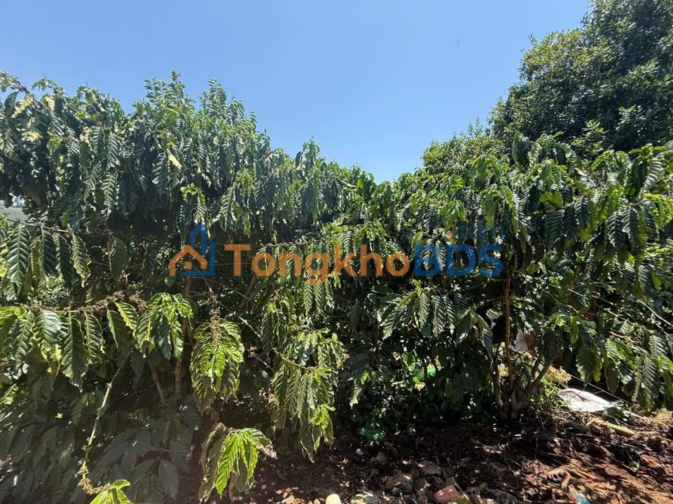 Farm Thị trấn Liên Nghĩa 2,9ha 16 tỷ - Đầu tư dài hạn