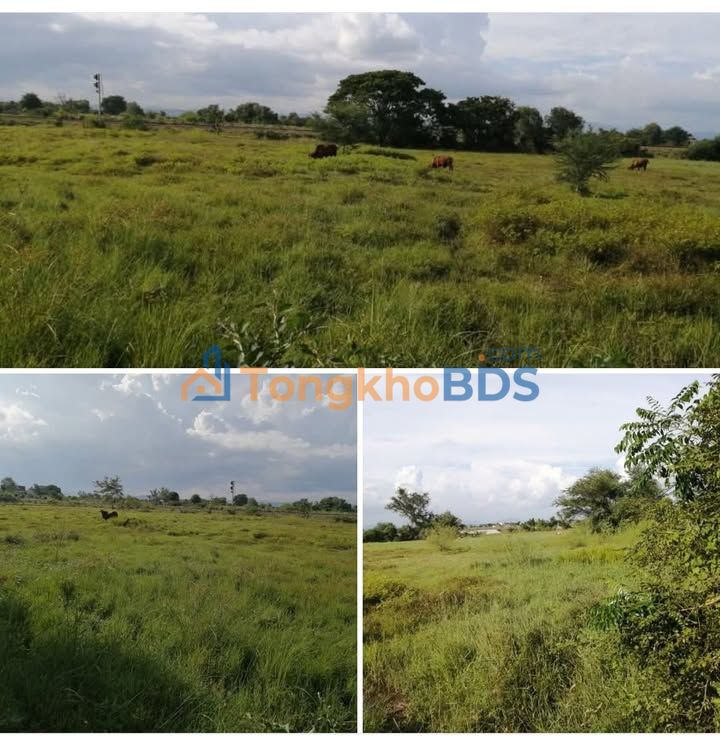 Đất vườn Bình Hưng Phan Thiết 11.265m² - Nghỉ dưỡng lý tưởng