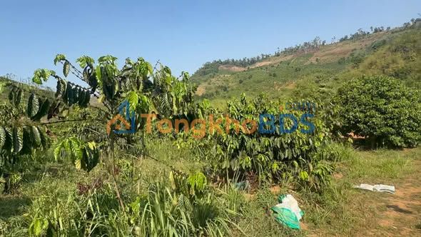 Farm Trường Xuân Đắk Song 15.000m² 1,15 tỷ - Giá đầu tư tốt