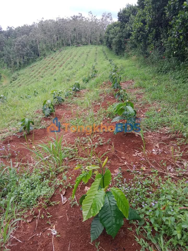 Đất Trường Xuân Đắk Song 1800m² 480 triệu - Tự do xây dựng