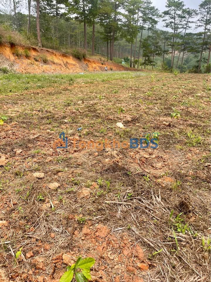 Đất nền Xuân Thọ Đà Lạt 1.000m² giá 7 tỷ - Sổ đỏ chính chủ