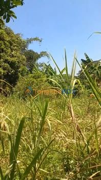 Đất vườn Tây Giang 3.600m² 1 tỷ - Nghỉ dưỡng lý tưởng