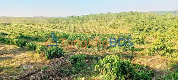 Đất rẫy Quảng Sơn Đắk Glong 10,5ha 12,5 tỷ - Sinh thái xanh