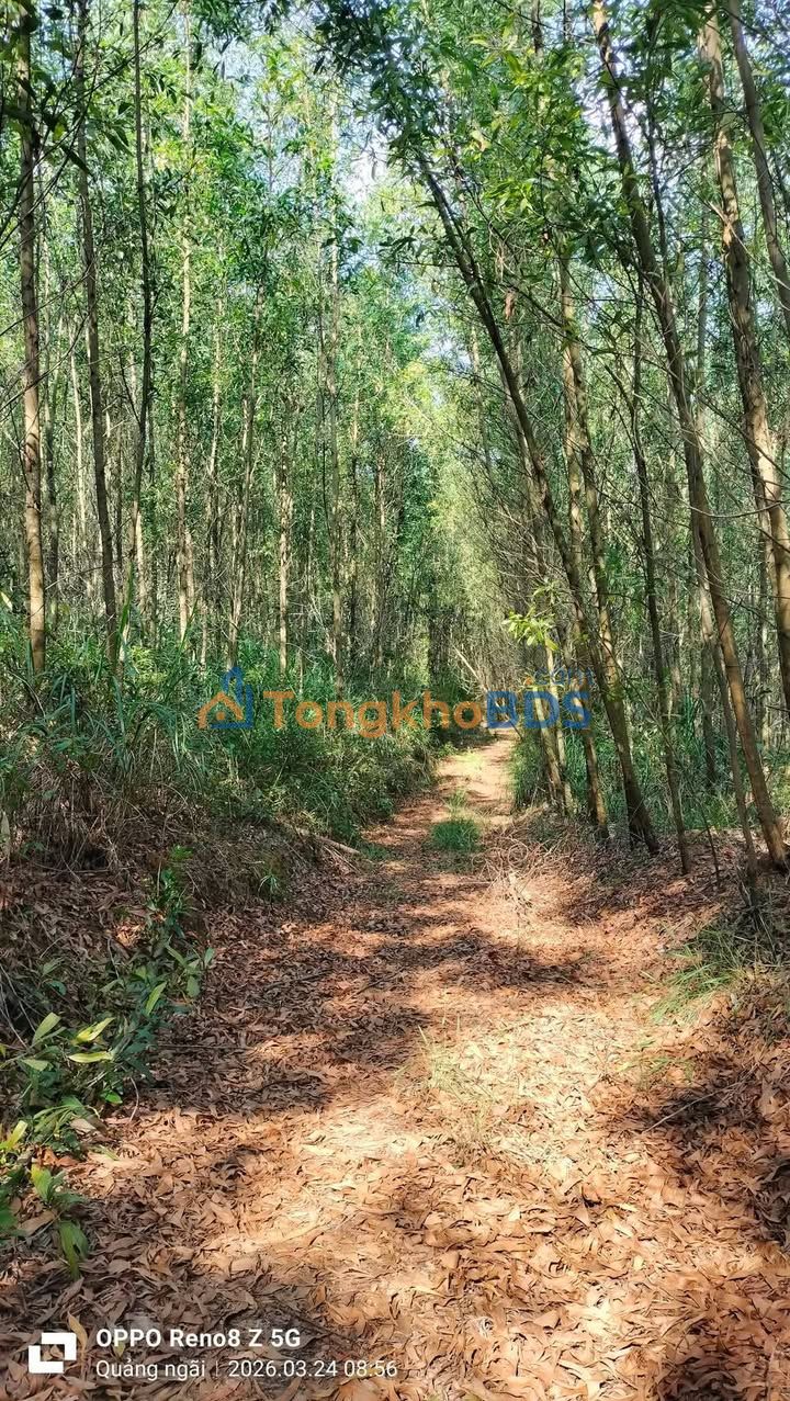 Đất nền Bình Sơn 3,96ha thỏa thuận - Đường ô tô tải