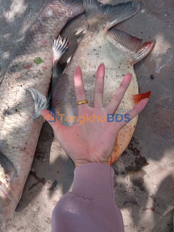 Nhà Thái Thọ Thái Thụy 100m² 1.005 tỷ - Chính chủ bán