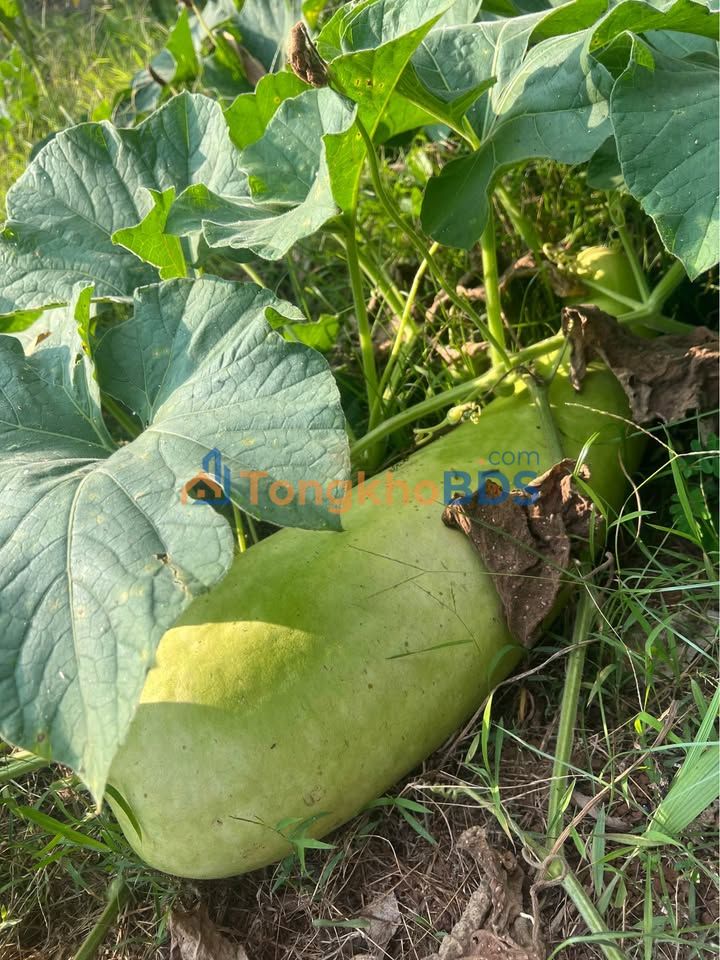 Đất nền Mỹ Xuân Phú Mỹ 100m² 800 triệu - Sổ đỏ chính chủ