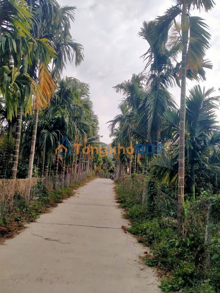 Farm Liên Sơn Lắk 12.000m² giá 2.15 tỷ - An yên tĩnh lặng