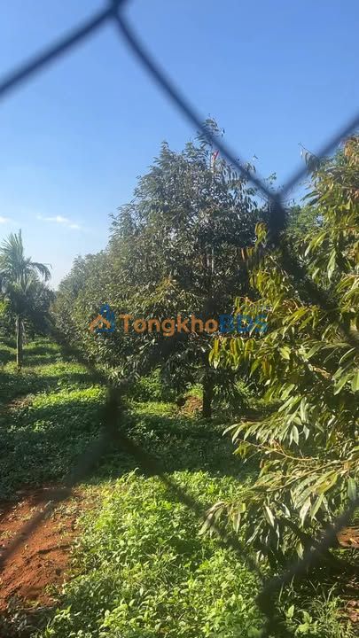 Đất nền TL8 Buôn Hồ 10.000m² 17 tỷ - Sổ đỏ chính chủ