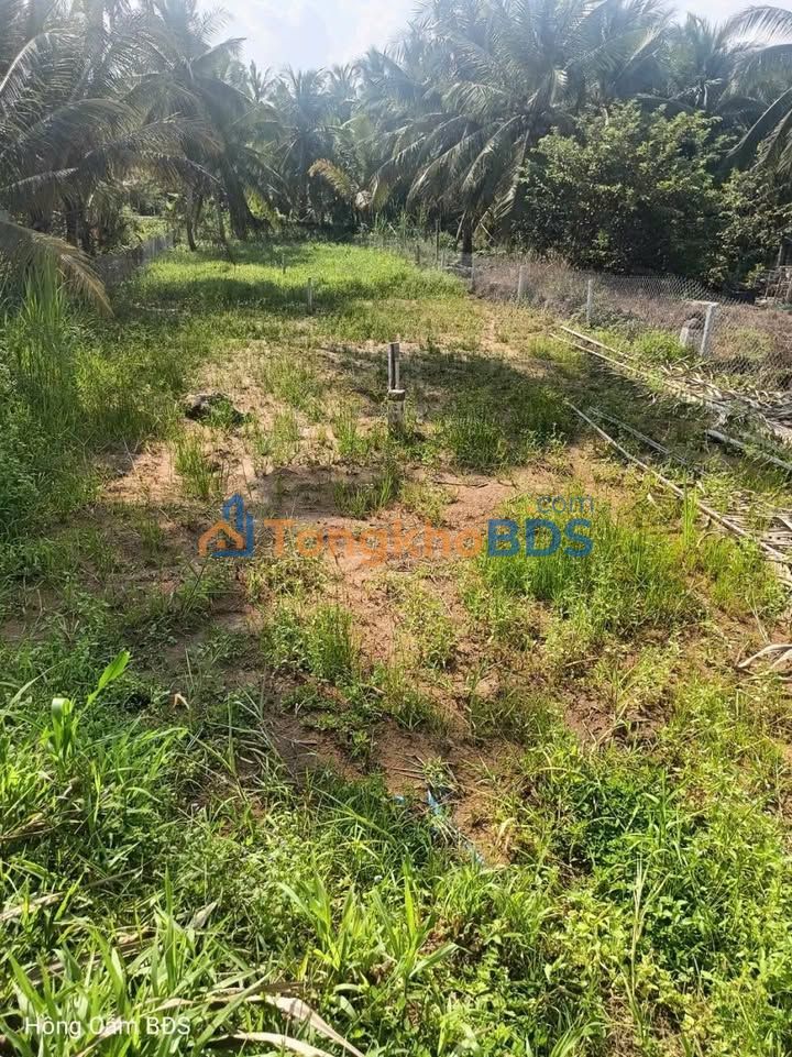 Đất nền Tỉnh 909 Vĩnh Long 417m² 539-559 triệu - Đất thổ cư