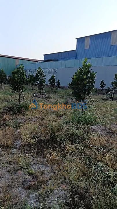 Farm đường 171 Củ Chi 1.312m² giá 13.12 tỷ - Sổ đỏ chính chủ