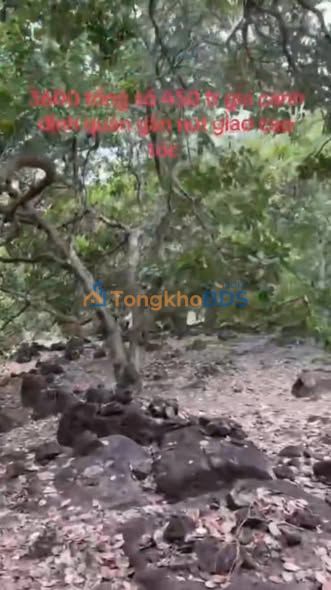 Đất rẫy Gia Canh 1.296m² 450 triệu - Pháp lý rõ ràng