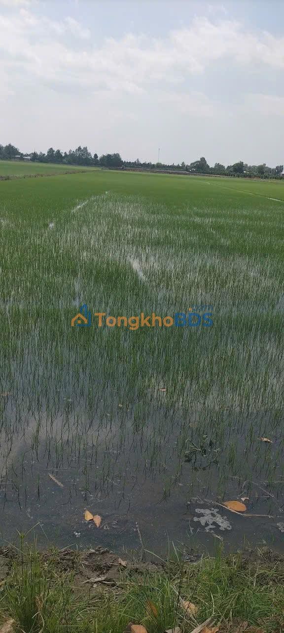 Đất ruộng Mỹ Tân Cái Bè 11,5 công 4,6 tỷ - Sổ đỏ chính chủ