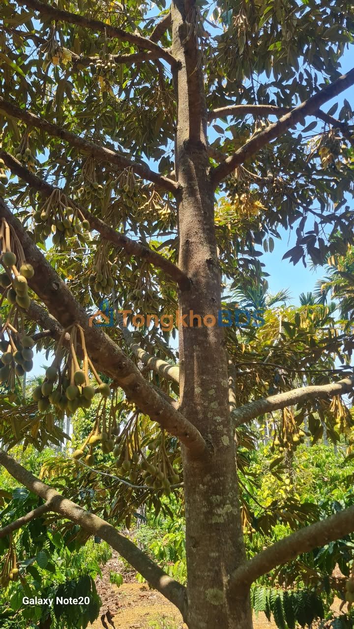 Đất nền Ea Tir Ea H'leo 300m² 800 triệu - Đường to ô tô