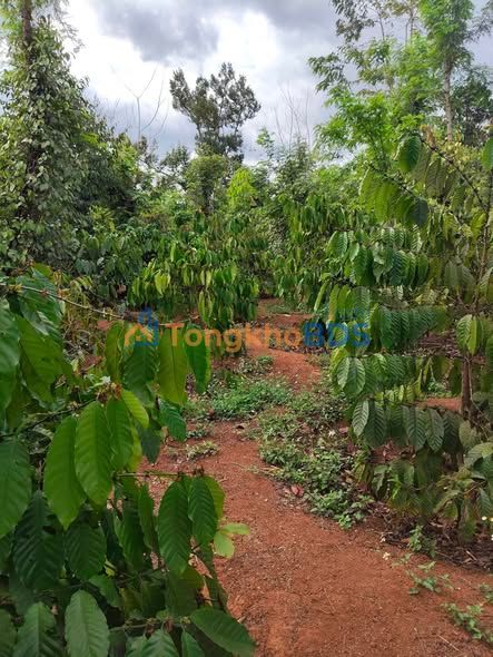 Dat vuon Cu Sue 1872m2 1.95 ty - Sinh thai xanh oto