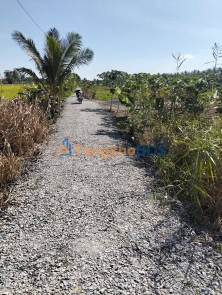 Đất nền Ngãi Tứ Tam Bình 7.138m² 3 tỷ - Sổ đỏ chính chủ