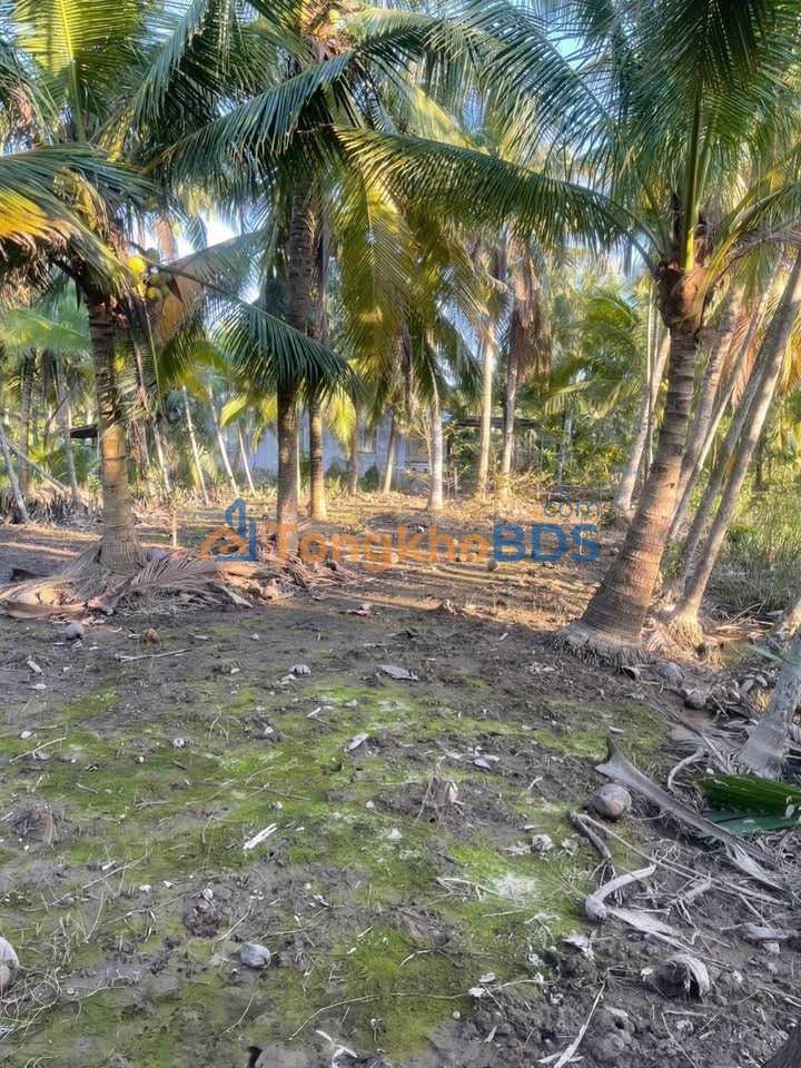 Đất nền Phước Hiệp Mỏ Cày Nam 608m² 550 triệu - Tiềm năng tăng giá